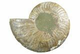 Cut & Polished Ammonite Fossil (Half) - Madagascar #347548-1